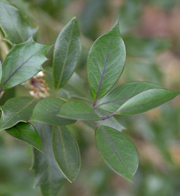 Herbstduftblüte Purpur 25-30cm - Osmanthus heterophyllus