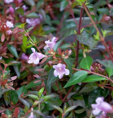 Abelia Edward Goucher 30-40cm - Abelia grandiflora
