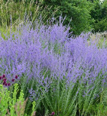 Blauraute 30-40cm - Perovskia abrotanoides