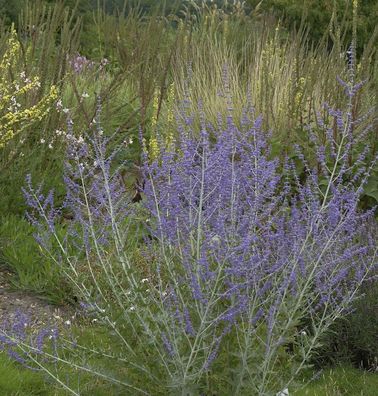 Blauraute Blue Steel 40-60cm - Perovskia abrotanoides