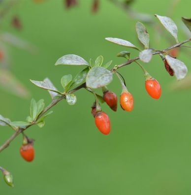 Teufelszwirn Super Success 40-60cm - Lycium barbarum