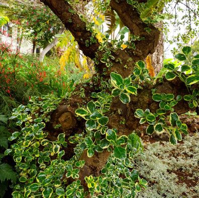 Koprosma Lemon and Lime 30-40cm - Coprosma