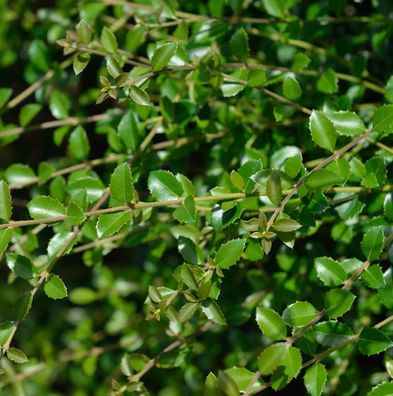 Delavays Duftblüte 30-40cm - Osmanthus delavayi