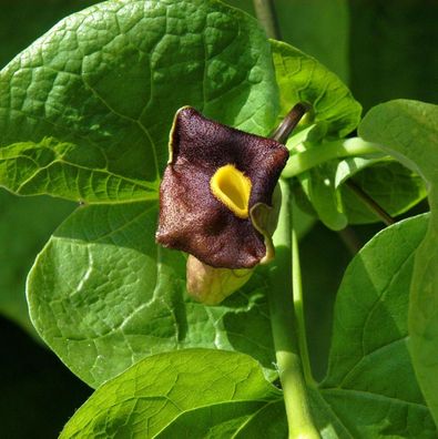Pfeifenblume 40-60cm - Aristolochia durior