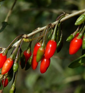 Teufelszwirn 40-50cm - Lycium barbarum