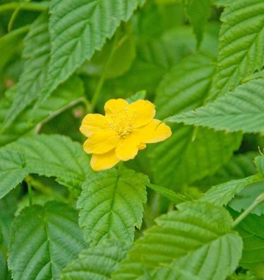 großblumiger Ranunkelstrauch Golden Guinea 60-80cm - Kerria japonica