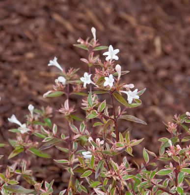Großblumige Abelie Tricolor Charm 30-40cm - Abelia grandiflora