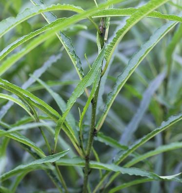 Faulbaum Fine Line® 60-80cm - Rhamnus frangula