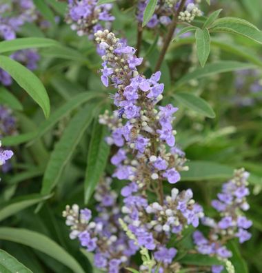 Mönchspfeffer Blue Diddley® 30-40cm - Vitex agnus castus