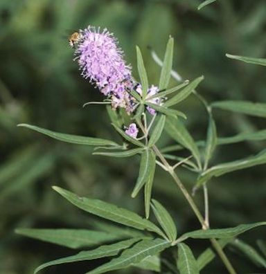Mönchspfeffer Pink Pinnacle® 40-60cm - Vitex agnus castus