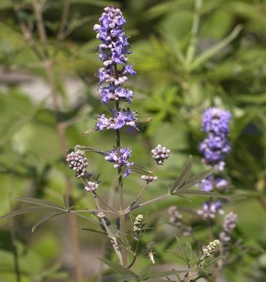 Mönchspfeffer Blue Puffball® 30-40cm - Vitex agnus castus