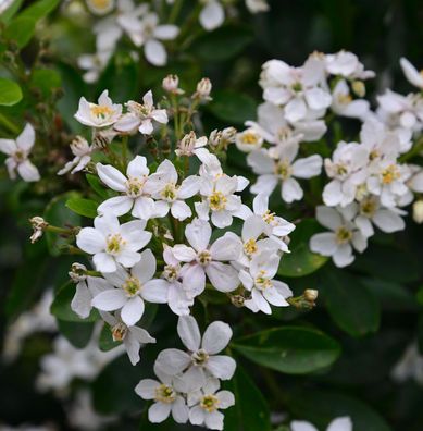 Orangenblume Greenfingers 30-40cm - Choisya ternata
