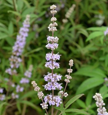 Mönchspfeffer Galactic Pink 30-40cm - Vitex agnus castus