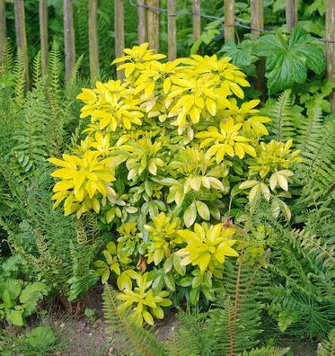 Orangenblume Brica 30-40cm - Choisya ternata