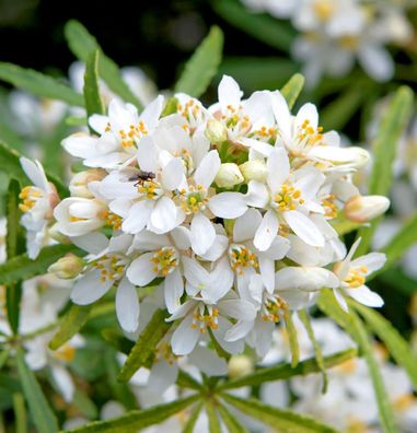 Orangenblume Little Bee 30-40cm - Choisya dewitteana