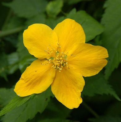 ungefüllter Ranunkelstrauch 60-80cm - Kerria japonica