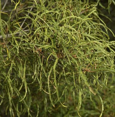 Feinblättriger Faulbaum Ron Williams 60-80cm - Frangula alnus