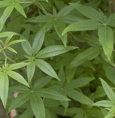 Weisser Mönchspfeffer 30-40cm - Vitex agnus castus