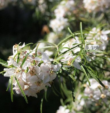 Orangenblume White Dazzler 30-40cm - Choisya ternata