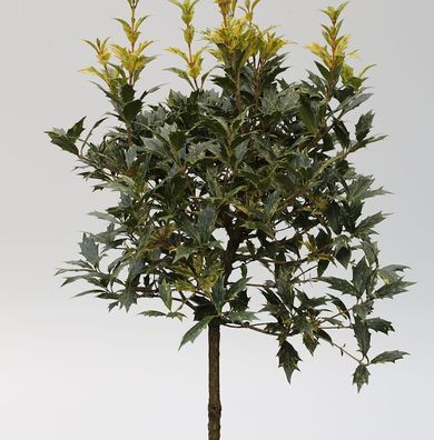 Hochstamm Herbstduftblüte Goshiki 40-60cm - Osmanthus heterophyllus