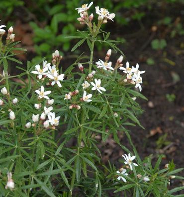 Orangenblume Scented Gem 30-40cm - Choisya ternata