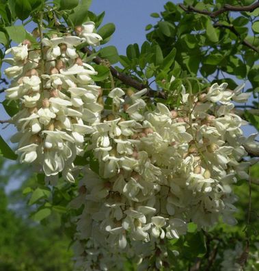 Hochstamm Zwerg Korkenzieher Robinie Twisty Baby 40-60cm - Robinia pseudoacacia