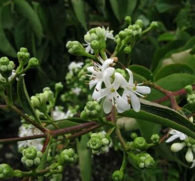 Sieben Söhne des Himmels Strauch 40-60cm - Heptacodium miconioides