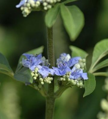 Mönchspfeffer Delta Blues® 40-60cm - Vitex agnus castus