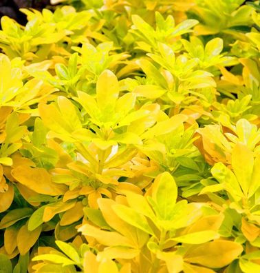 Mexikanische Orangenblume Sundance 40-60cm - Choisya ternata