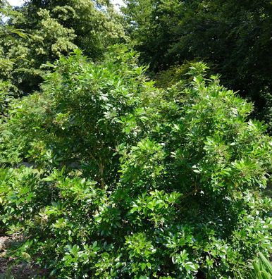 Orangenblume Apple Blossom 30-40cm - Choisya ternata