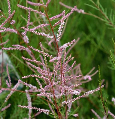 Sommertamariske Rubra 40-60cm - Tamarix ramosissima