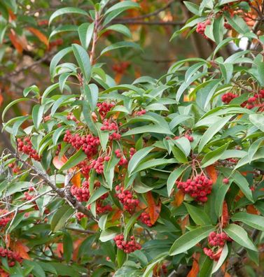 Funkenblatt 60-80cm - Stranvaesia davidiana