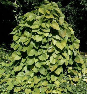 Pfeifenwinde 60-80cm - Aristolochia macrophylla