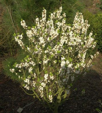 Weißer Seidelbast 30-40cm - Daphne mezereum