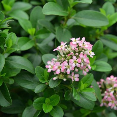 Andenstrauch Pink Elle 40-60cm - Escallonia