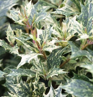 Herbstduftblüte Tricolor 40-60cm - Osmanthus heterophyllus
