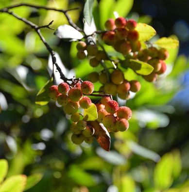 Erdbeerbaum Compacta 40-60cm - Arbutus unedo