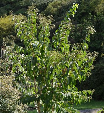 Sieben Söhne des Himmels Tianshan Minhep 60-80cm - Heptacodium miconioides