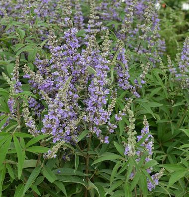 Mönchspfeffer Magical Summertime Blues 40-60cm - Vitex agnus castus