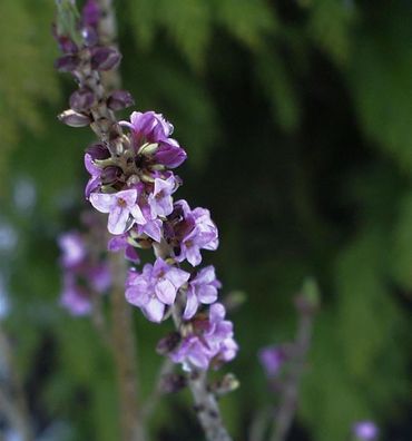 Roter Märzenseidelbast 40-60cm - Daphne mezereum