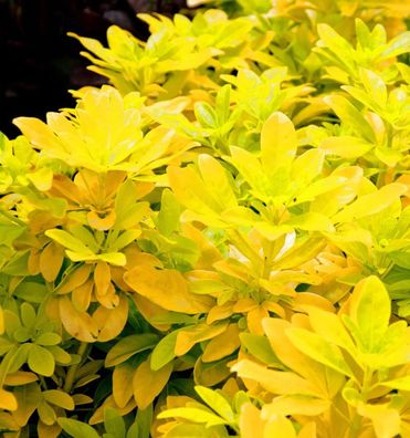 Orangenblume Goldfingers 30-40cm - Choisya ternata