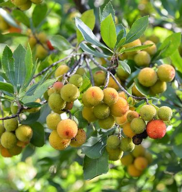 Erdbeerbaum Roselily 40-60cm - Arbutus unedo