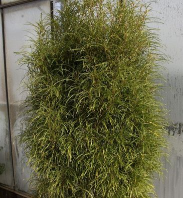 Farnblättriger Faulbaum Pulverholz Ron Williams 60-80cm - Rhamnus frangula