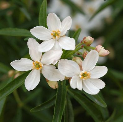 Orangenblume Aztec Pearl 60-80cm - Choisya ternata