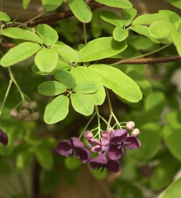 Klettergurke Blaugurkenwein 125-150cm - Akebia quinata