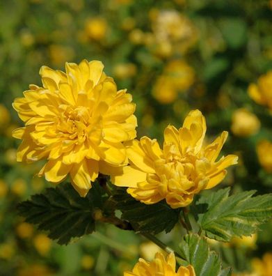 Ranunkelstrauch 80-100cm - Kerria japonica