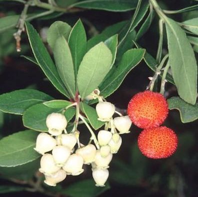 Erdbeerbaum 60-80cm - Arbutus unedo