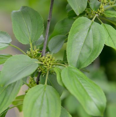 Purgier-Kreuzdorn 100-125cm - Rhamnus cathaticus