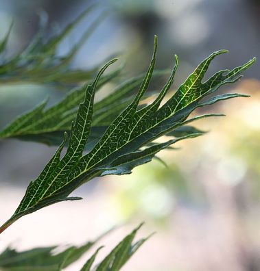 Hochstamm Roterle Imperialis 80-100cm - Alnus glutinosa