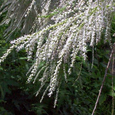 Sommertamariske 80-100cm - Tamarix ramosissima